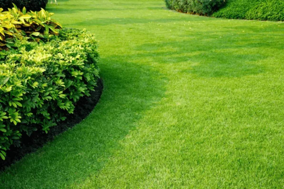 A lush green lawn with a bush in the foreground and a bush in the background.