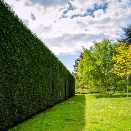 A tall green hedge surrounds a lush green field.