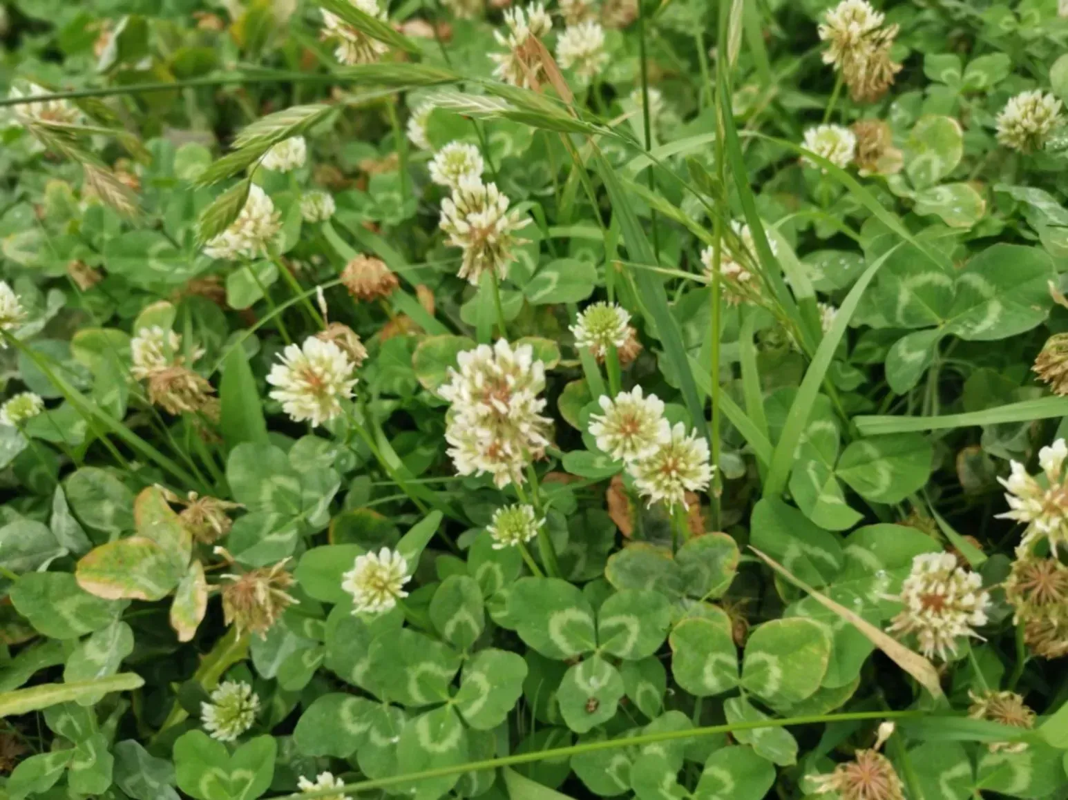 A close up of a field of clovers with white flowers and green leaves.