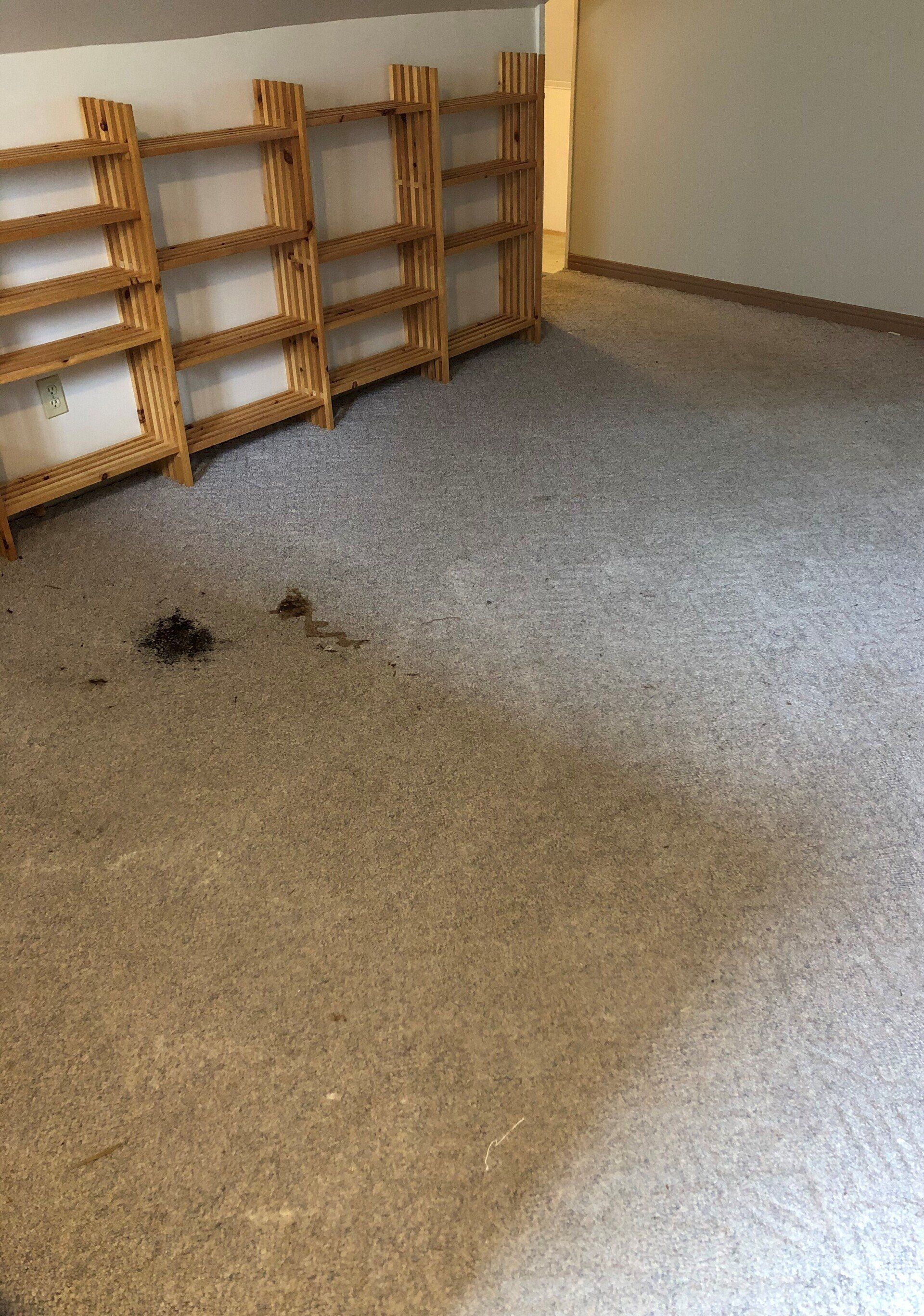 Steve The Carpet Cleaner