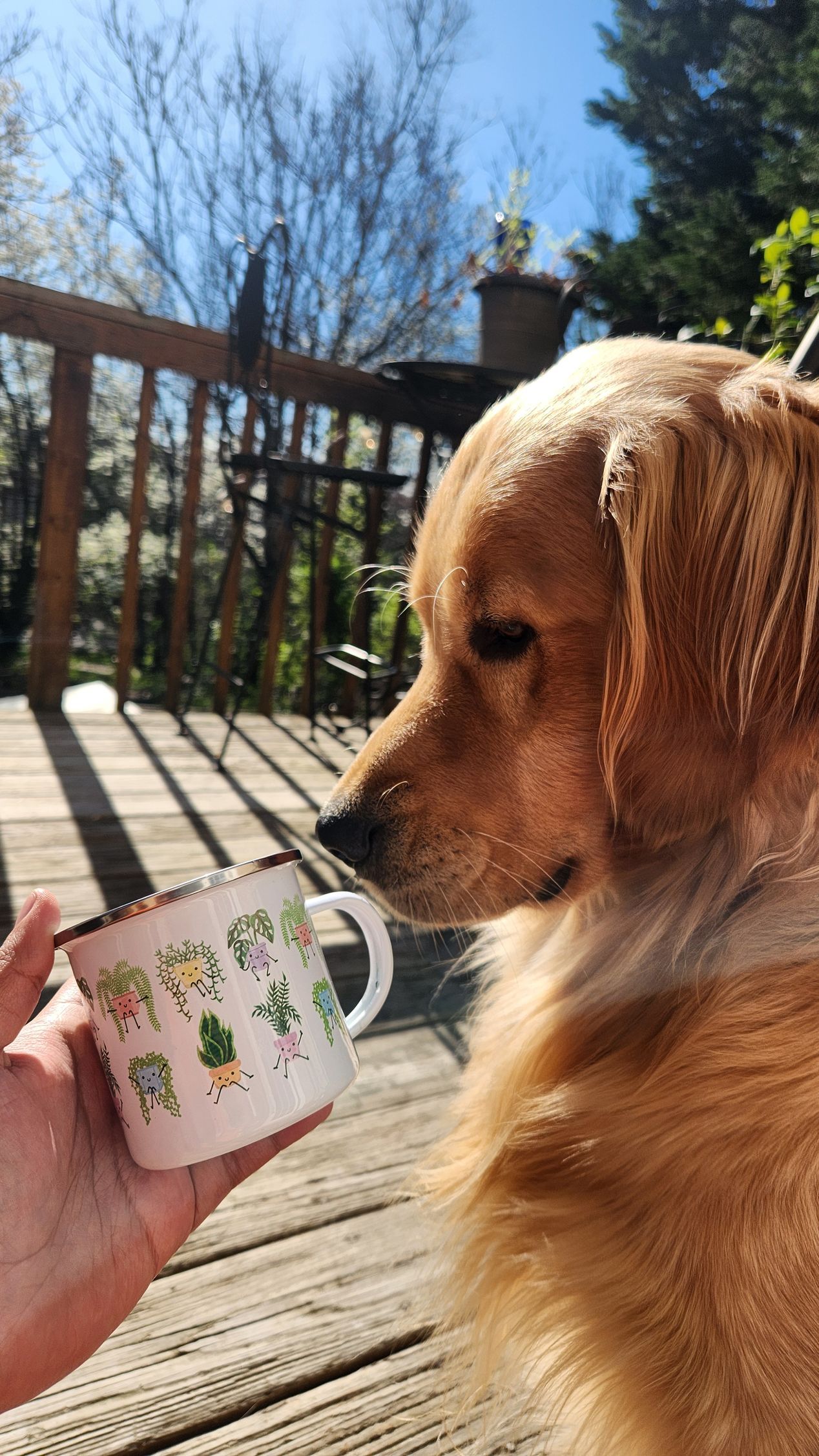 perrito & taza