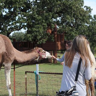 A woman is feeding a camel in a field.