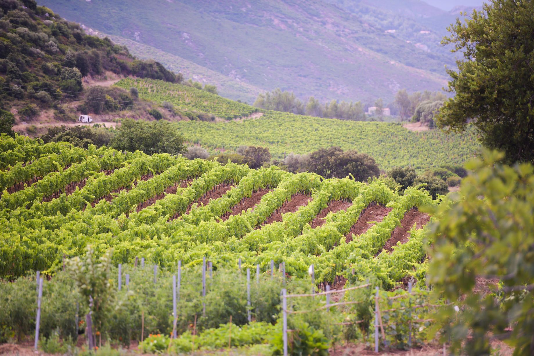 Wine Tasting in Corsica 