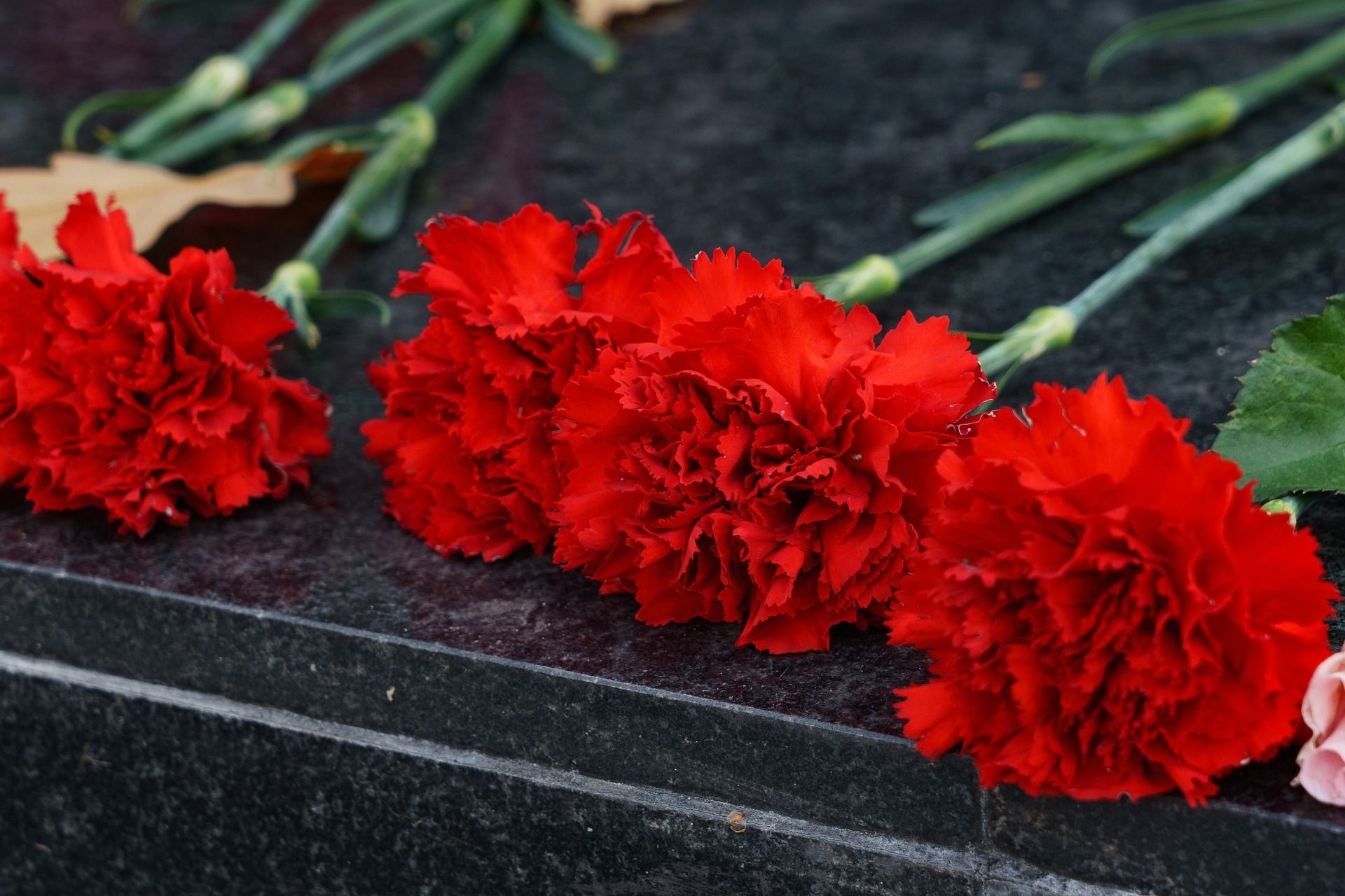 Red carnations laid on a black granite surface, possibly a memorial.