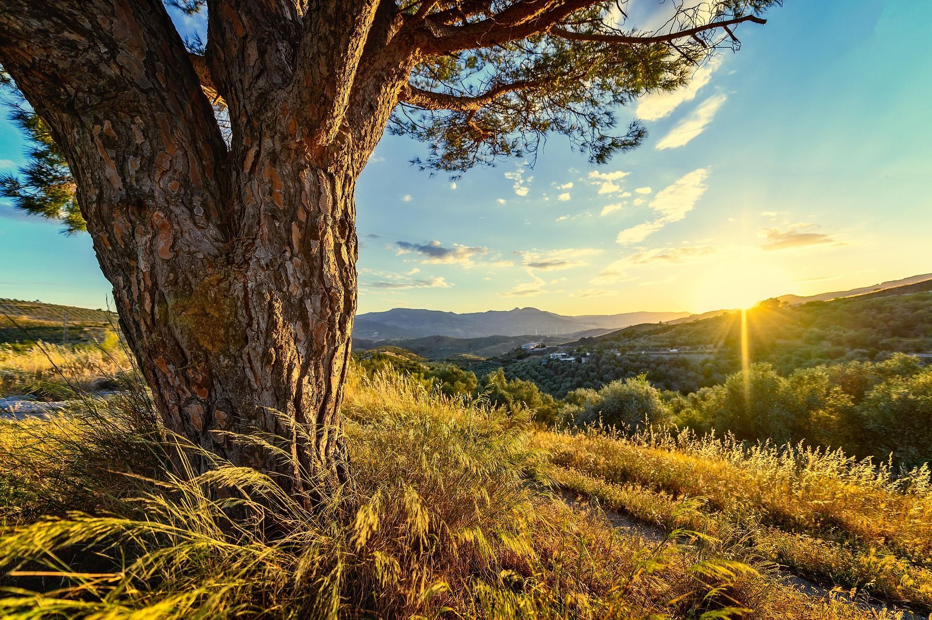 Sunset over a meadow, with a large tree in the foreground, orange and yellow sky.
