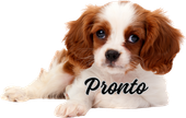 A brown and white puppy with the word pronto on its chest