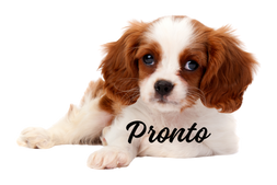 Pronto, our brand ambassador and your companion & guide