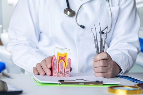 Un dentista in camice bianco tiene in mano degli strumenti odontoiatrici accanto a un modello di sezione trasversale di un dente su una scrivania.