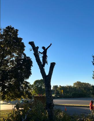 a person climbing on tree