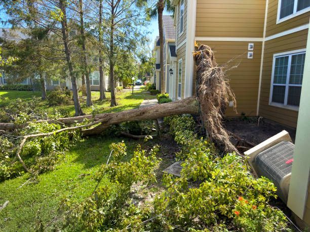 Tree Falls on My Property