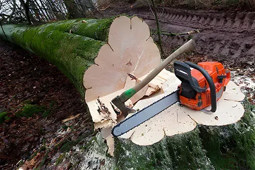 Tree Removal Near Me