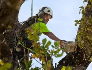 tree removal service st paul mn
