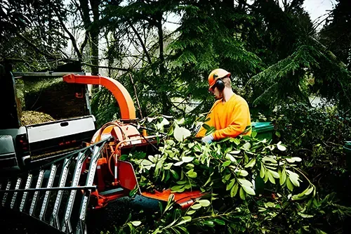 tree service st paul