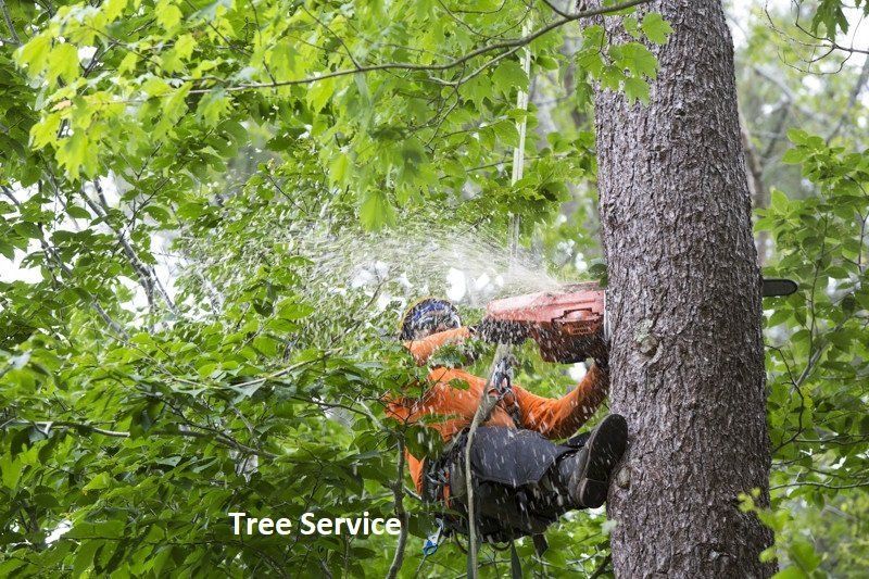 Emergency Tree Service in St. Paul, MN