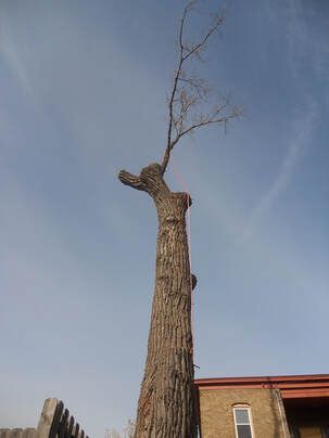 tree to be removed in st paul  rose