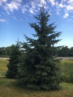young tree in st paul mn