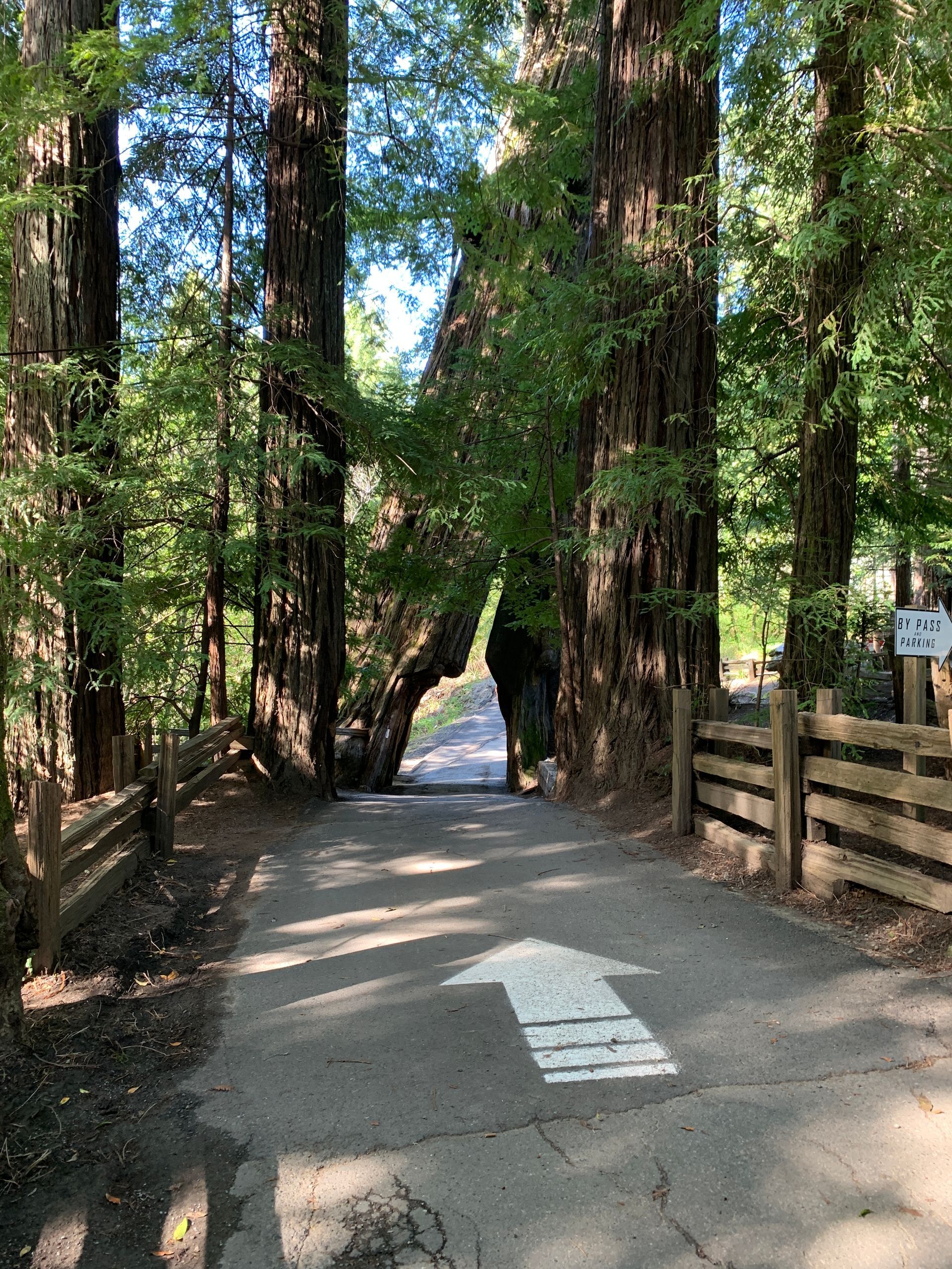A road going through a forest with a white arrow pointing to the right.