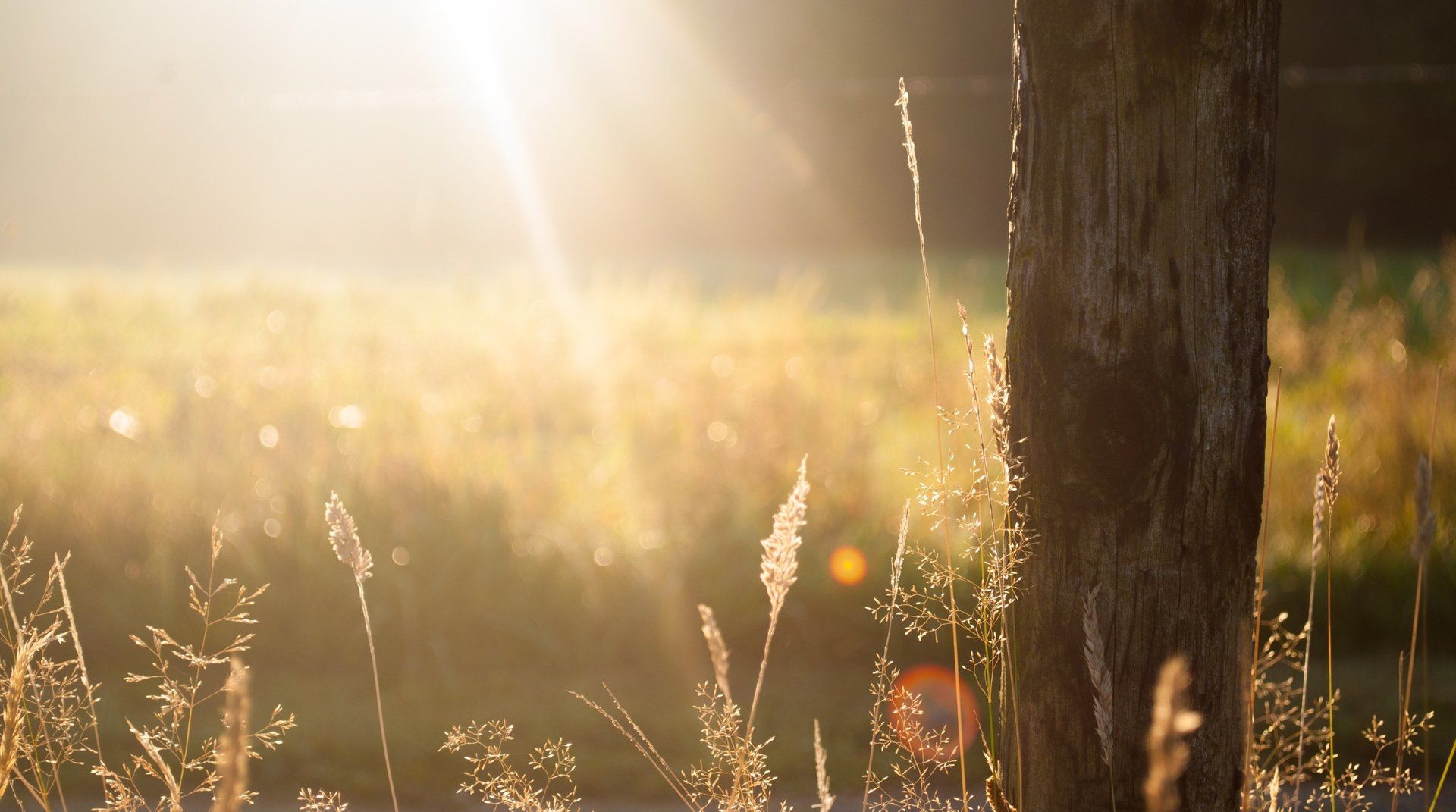 The sun is shining through the trees in a field.