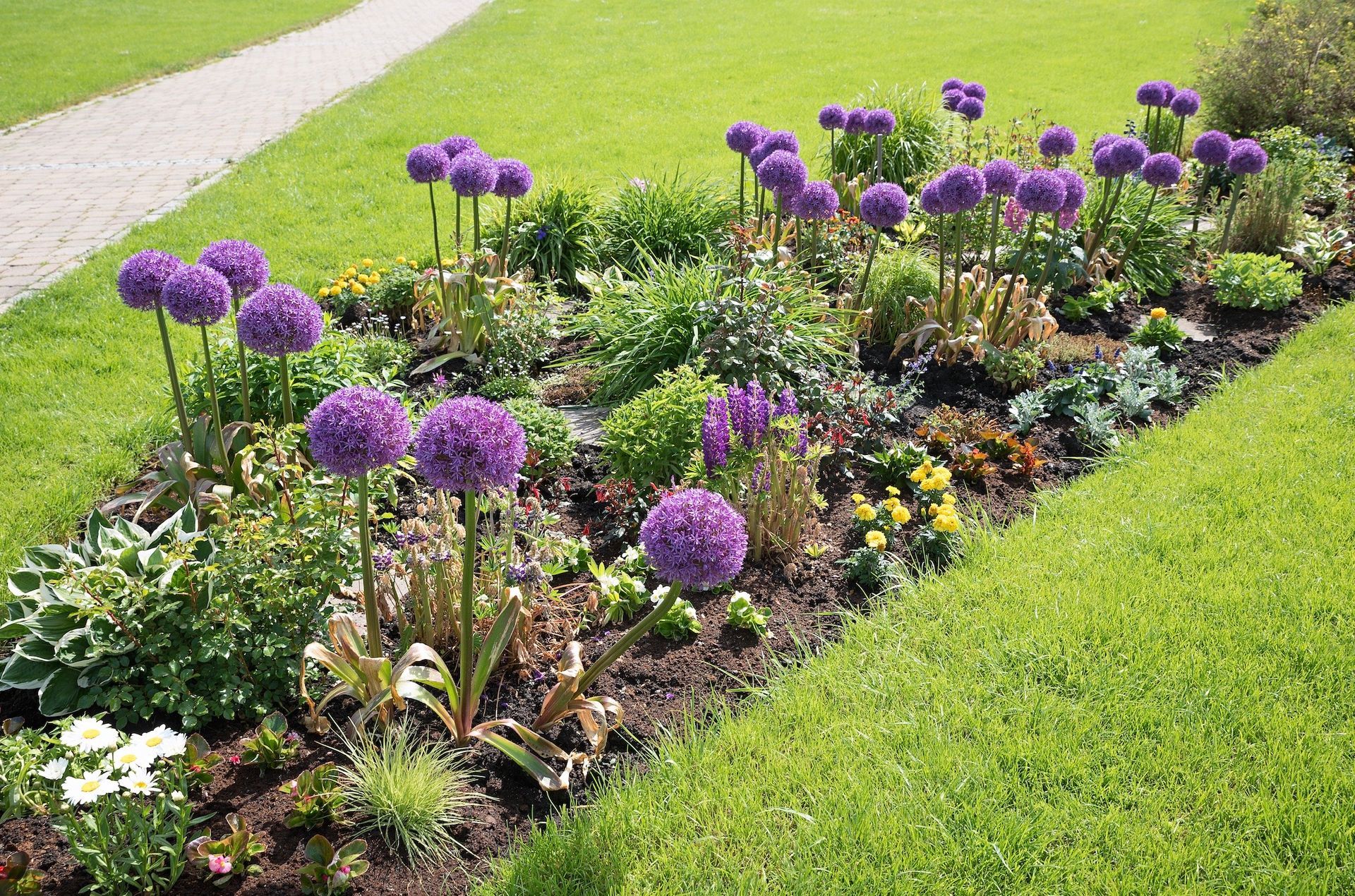 Purple allium flowers bloom in a garden bed edged by green lawn and a stone path.