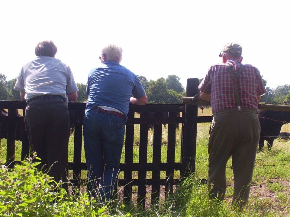 Drei Herren stehen an Weidezaun und beobachten Galloways