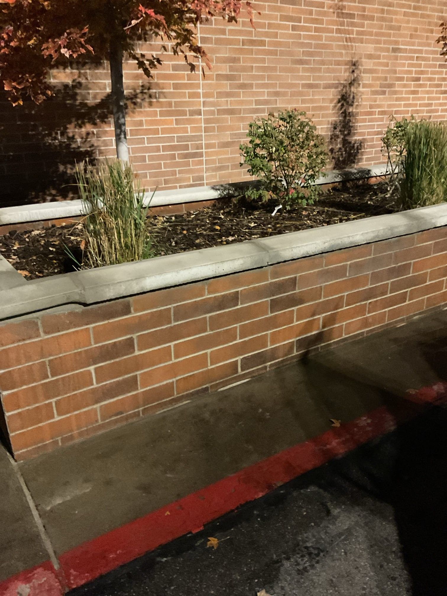 Brick planter box with greenery next to brick wall and wet concrete with red curb.