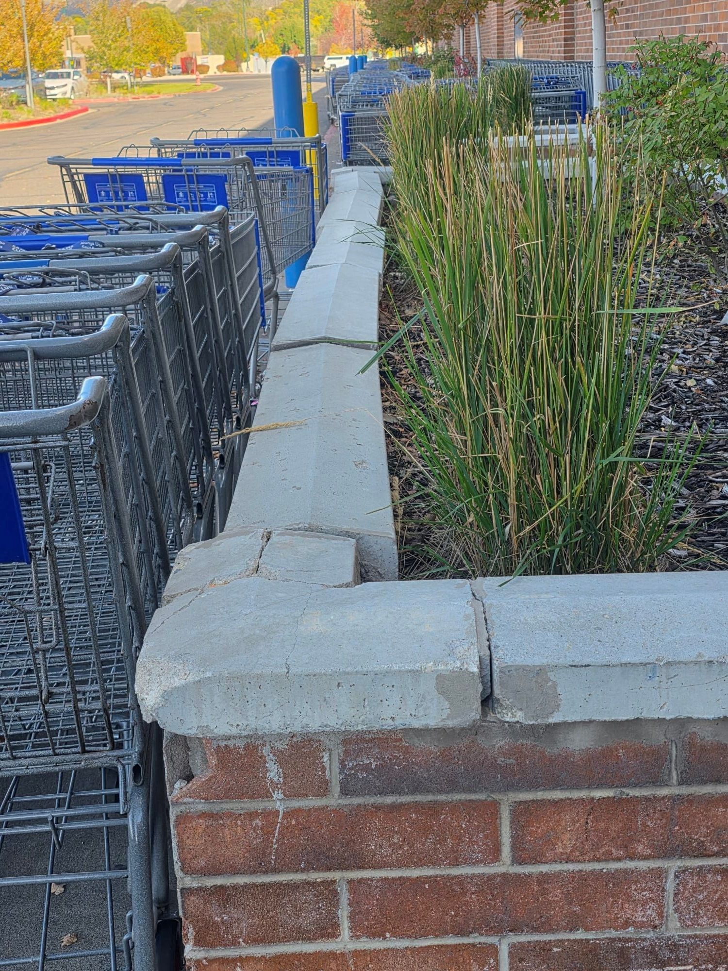Concrete and brick retaining wall next to shopping carts and plants.