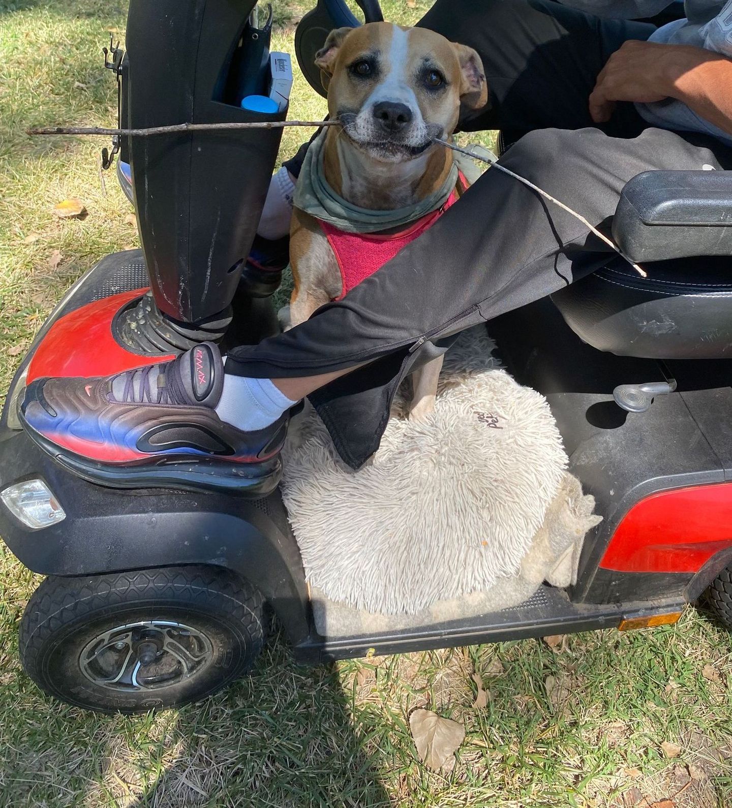 A dog is sitting on the back of a mobility scooter