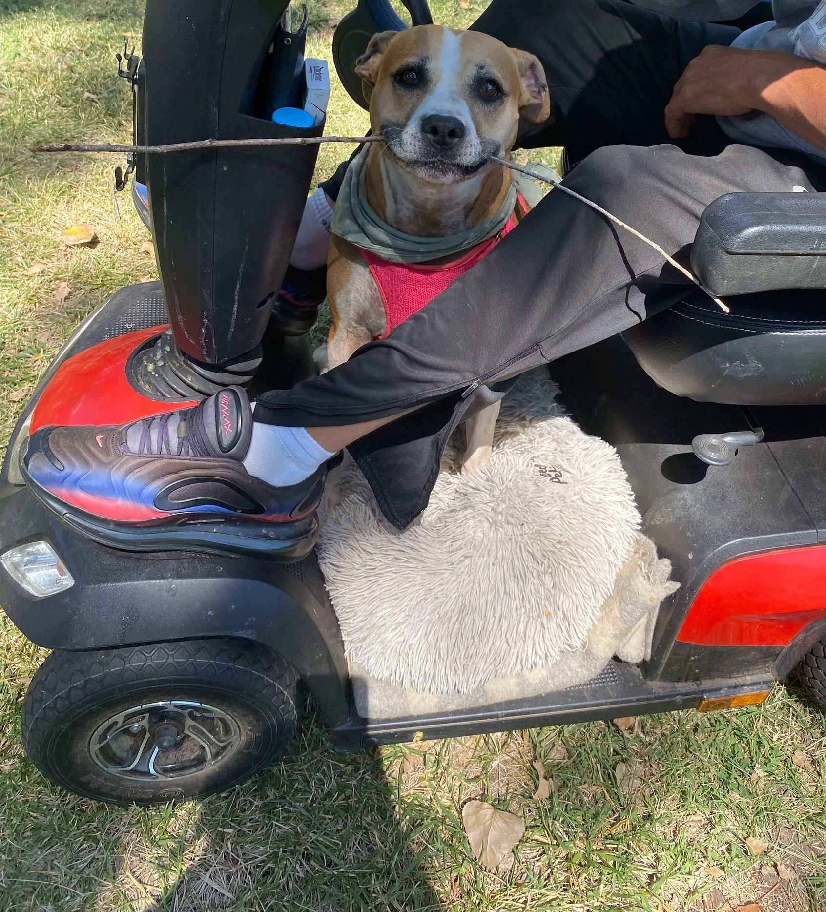 A dog is sitting on the back of a mobility scooter
