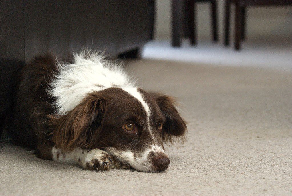Dog relaxing on carpet in dining room.
