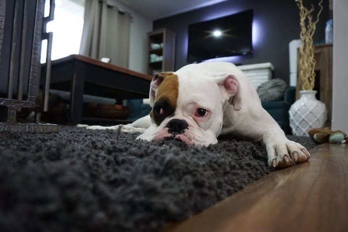 Dog enjoying freshly cleaned carpet.