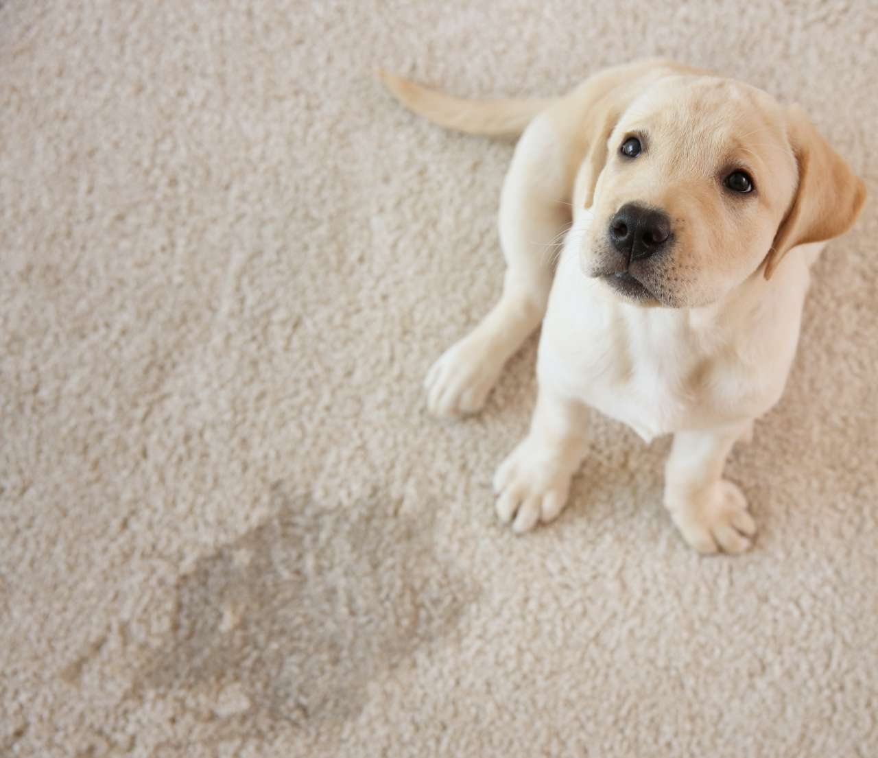 Pet stain on carpet.
