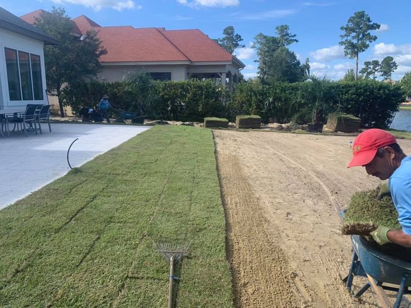 Laying sod in a yard; worker places sod rolls next to existing sod and sandy soil. 
