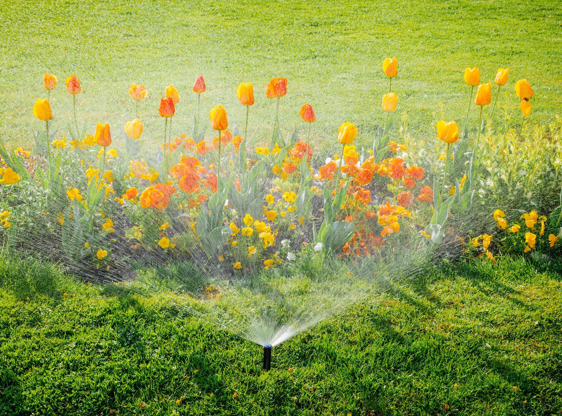 Sprinkler spraying water on vibrant yellow and orange flowers in a green grassy field.