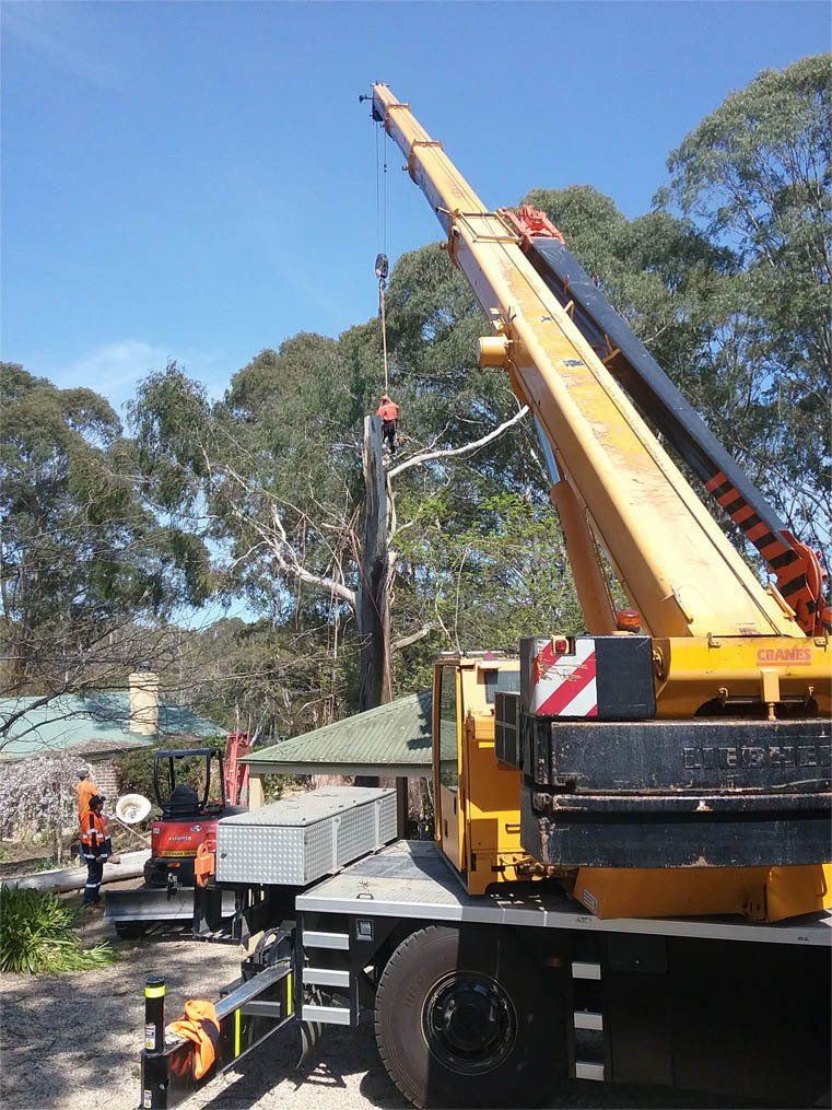 Lifting The Huge Tree — Southern Highlands, NSW — Above All Arbor