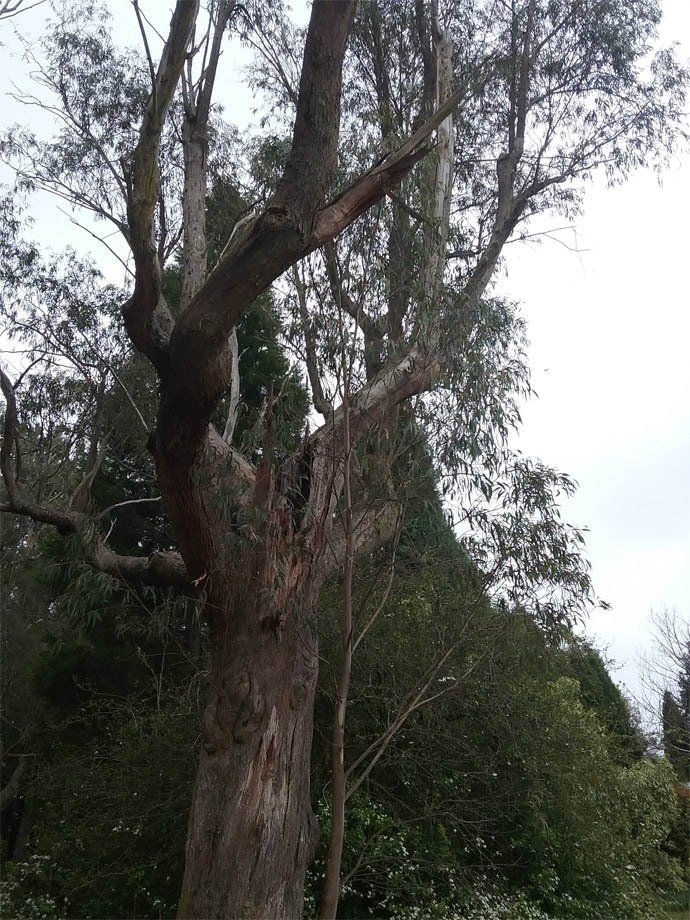 Old Tree — Southern Highlands, NSW — Above All Arbor