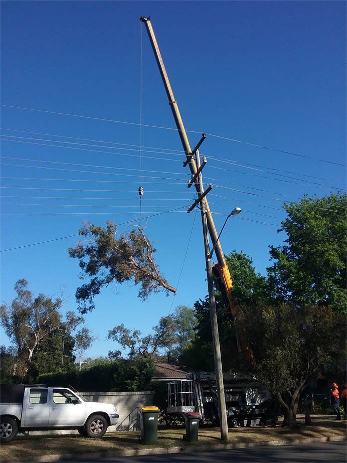 Removing Tree Branches — Southern Highlands, NSW — Above All Arbor