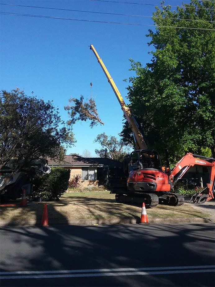 Huge Tree Branch Tied Up — Southern Highlands, NSW — Above All Arbor