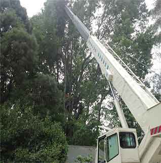 Tree Removal — Southern Highlands, NSW — Above All Arbor