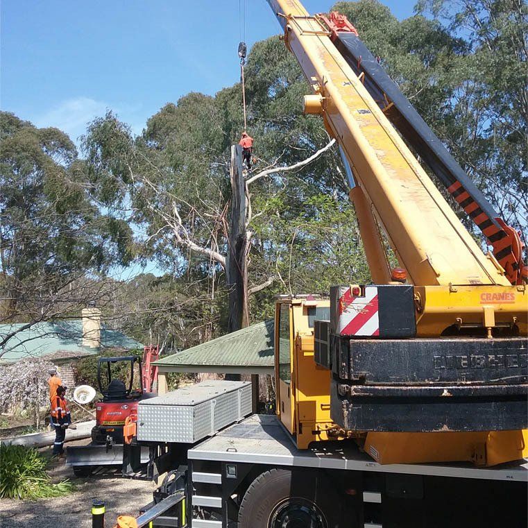 Huge Machine For Cutting Trees — Southern Highlands, NSW — Above All Arbor