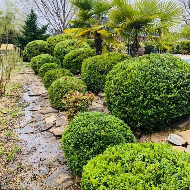 A row of green bushes and palm trees in a garden.
