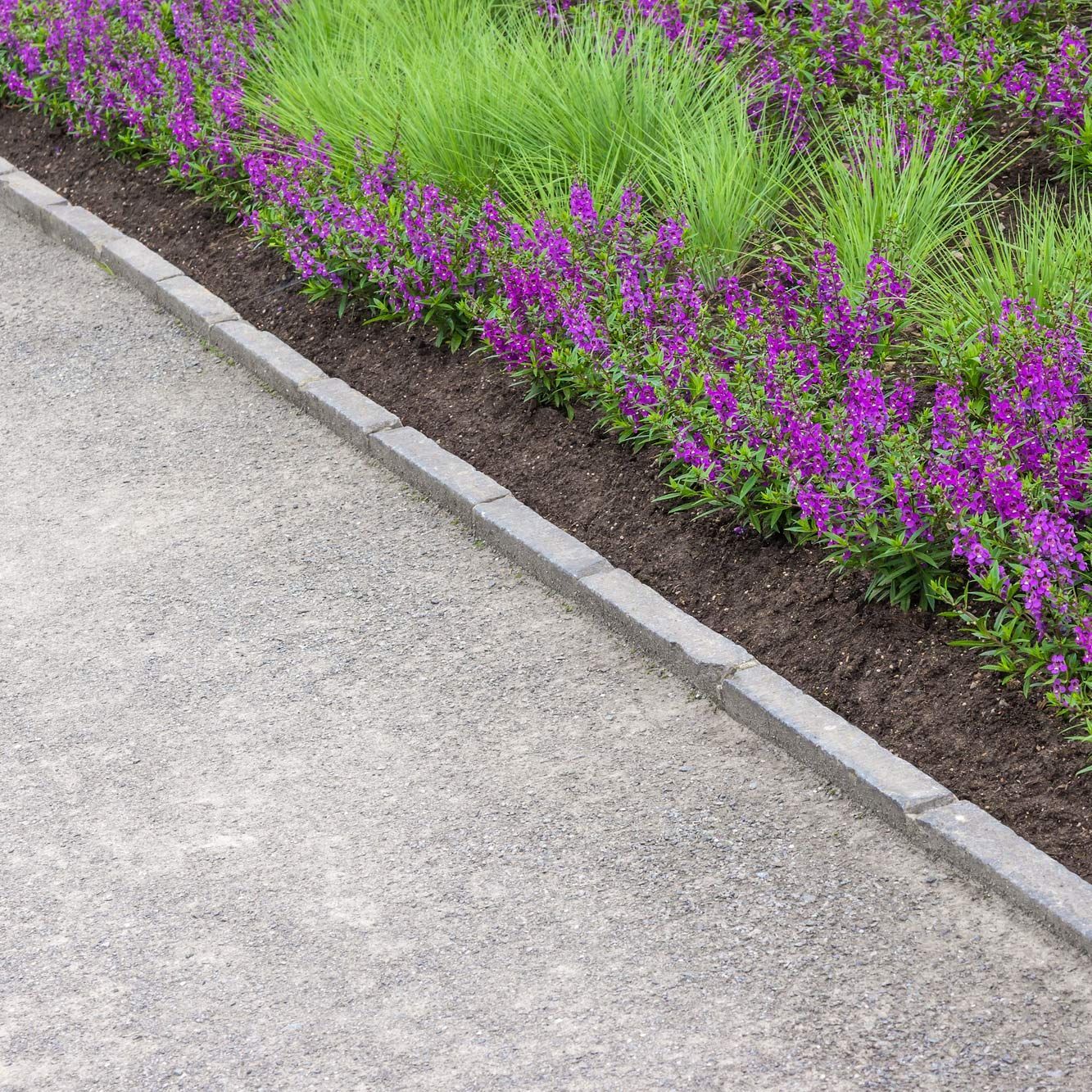 A row of purple flowers growing in a garden next to a sidewalk.