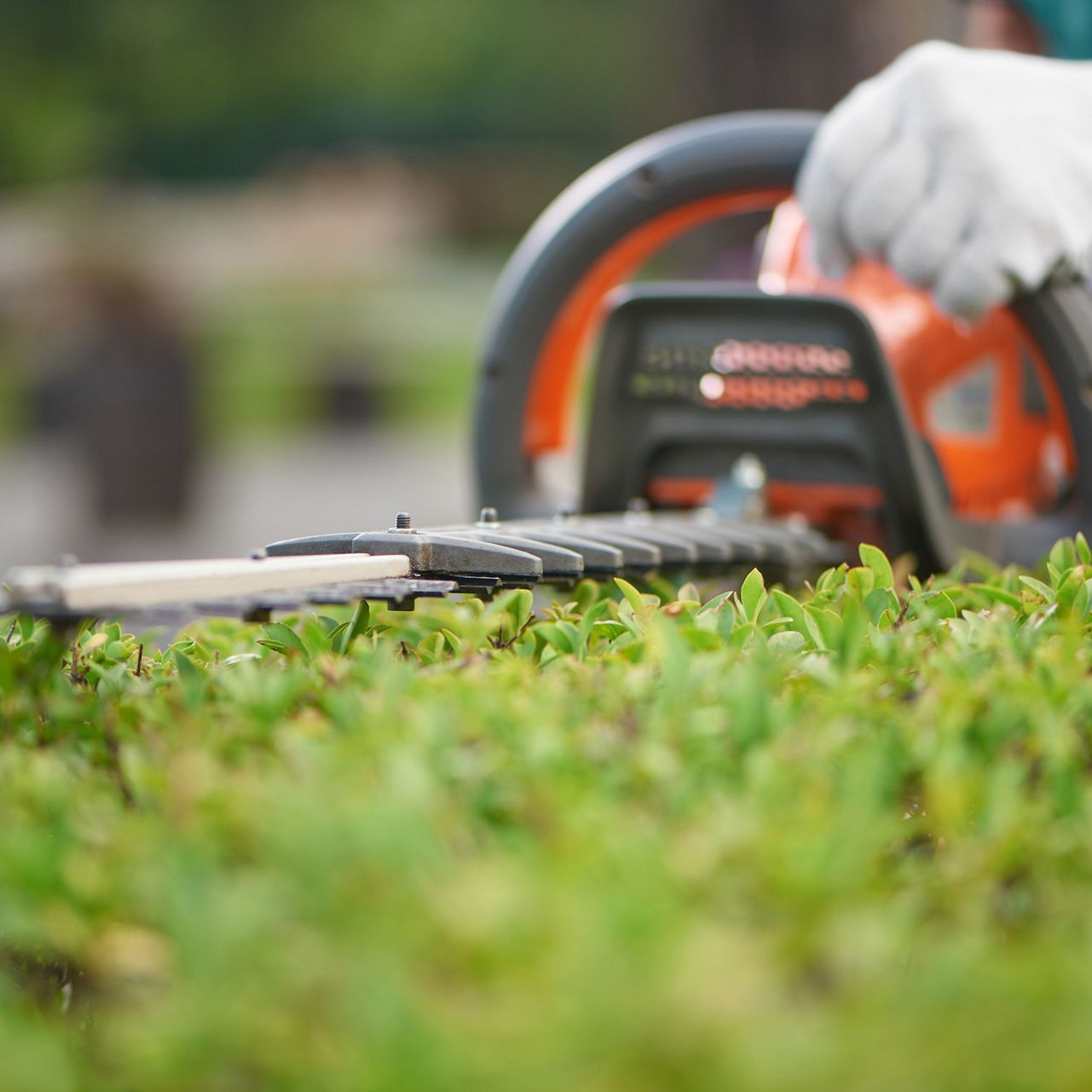 A person is cutting a hedge with a hedge trimmer.
