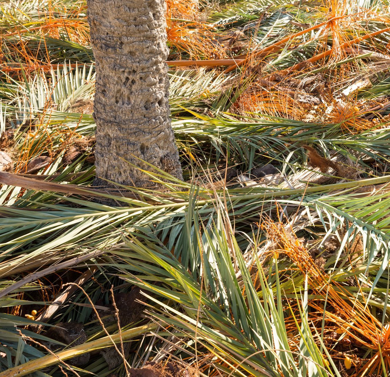 A bunch of palm tree leaves are laying on the ground.
