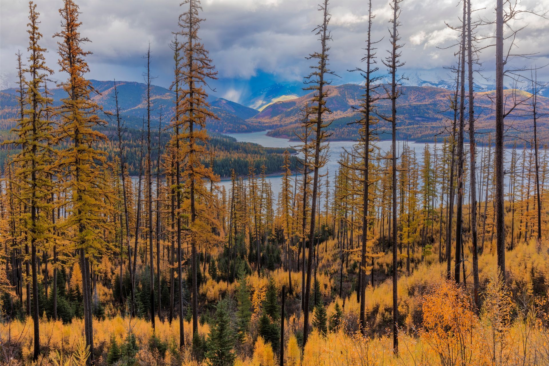 Forest with tall, bare trees in autumn colors, overlooking a lake and mountains under a cloudy sky.
