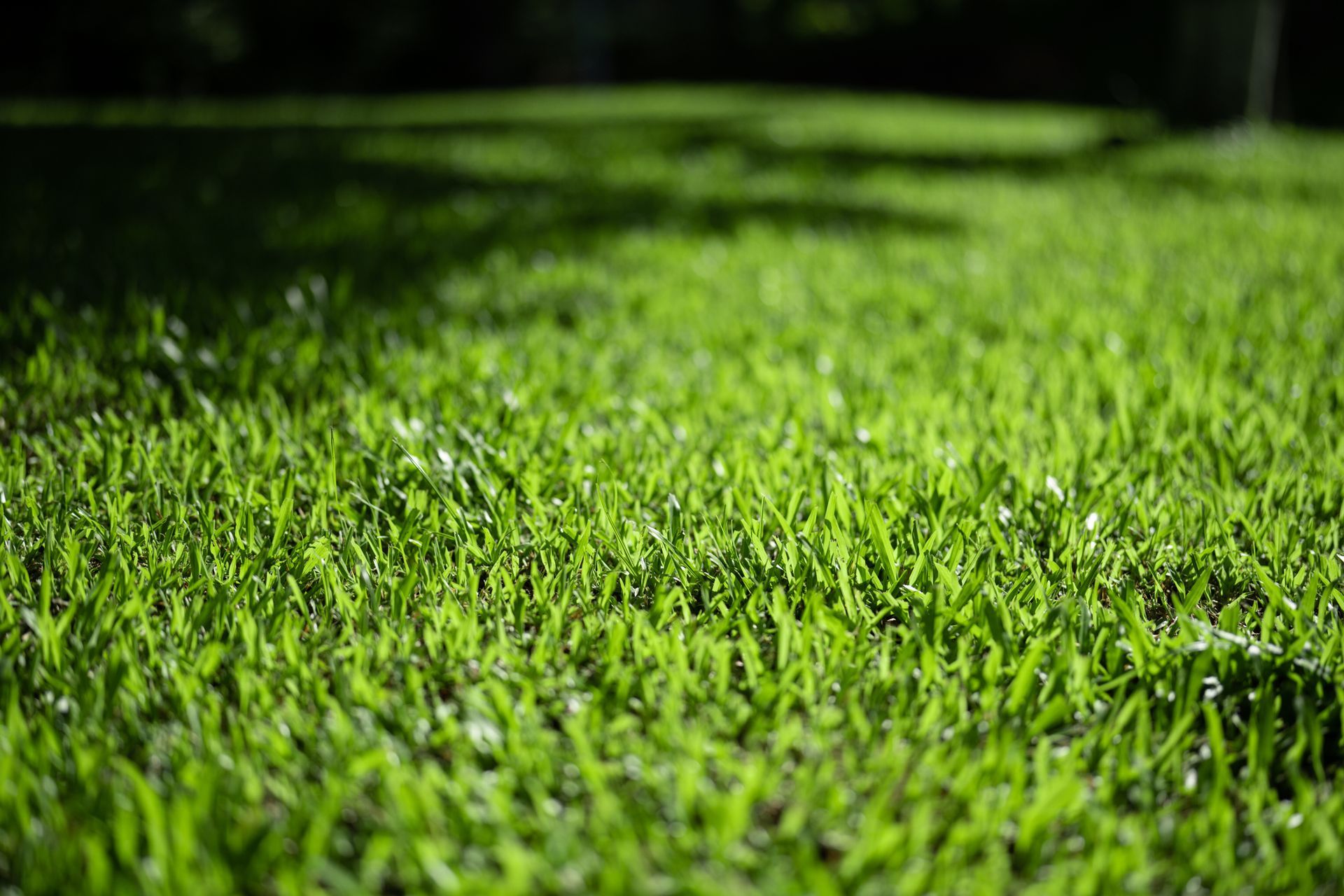 Closeup of a green and healthy grass lawn during the day. Closeup of a green and healthy grass lawn during the day.