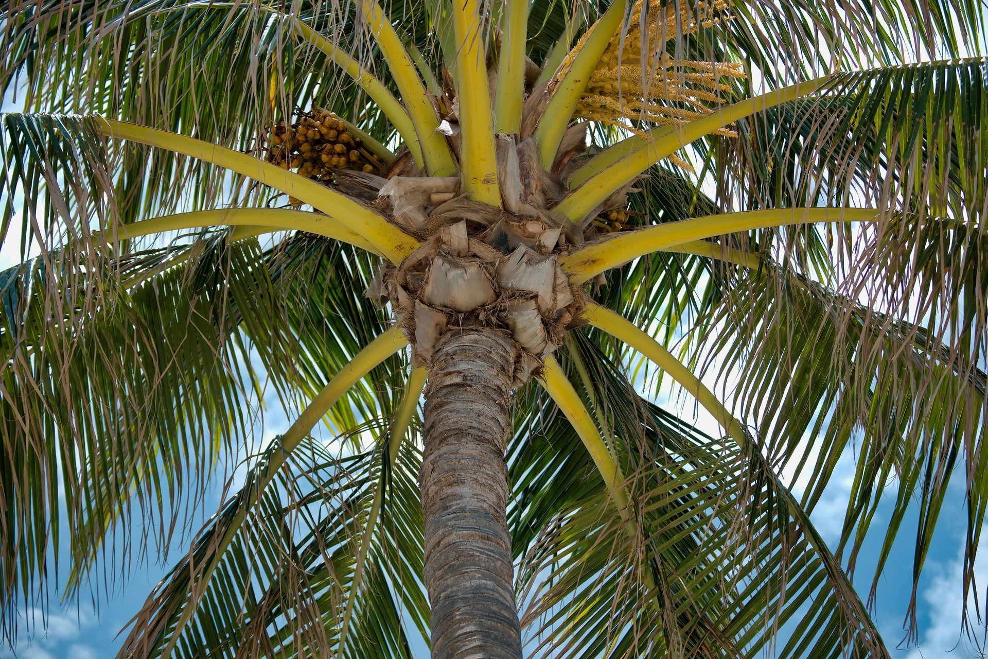 Close-up of a palm tree trunk, with yellow-green fronds and small brown coconuts against a blue sky.