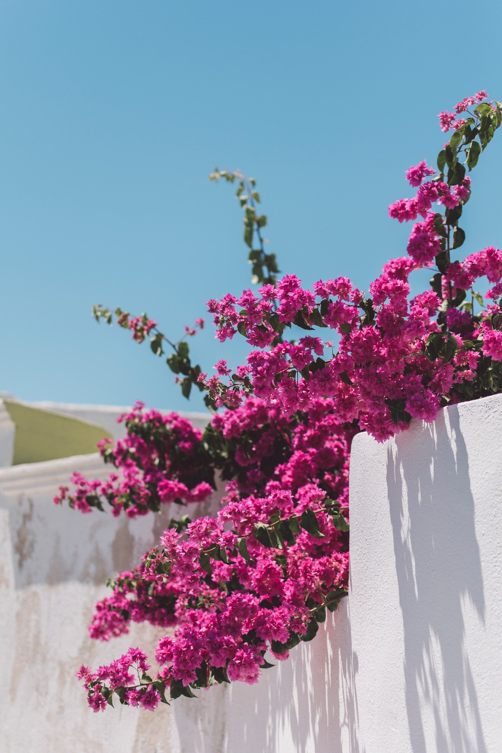 Pink bougainvillea blossoms cascade over a whitewashed wall, under a clear blue sky.