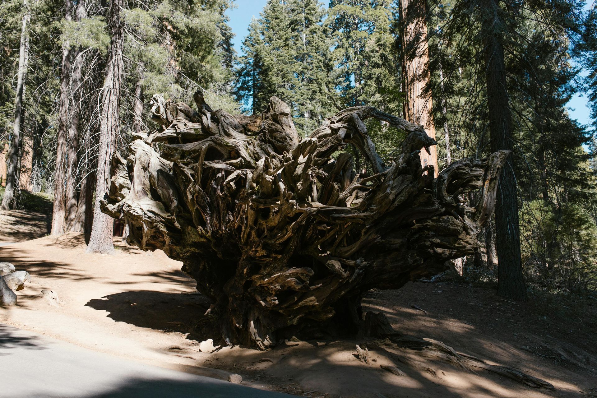 A large tree stump in the middle of a forest