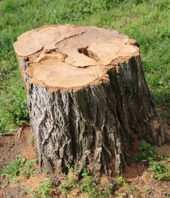A large tree stump is sitting in the grass.