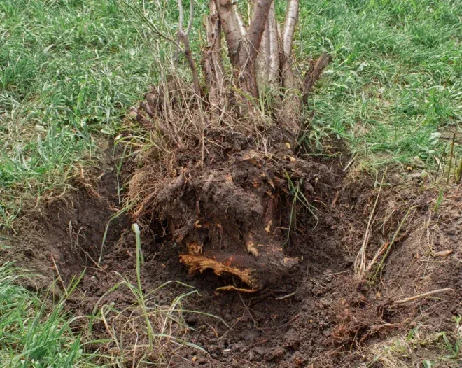 A tree stump is laying in the dirt in a field.